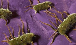 Listeria monocytogenes